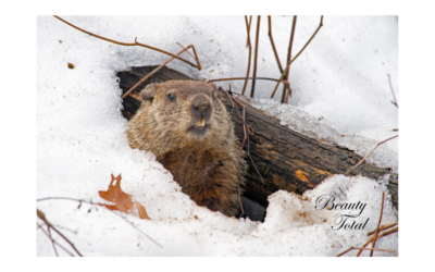 The Groundhog Is Predicting An Early Spring!
