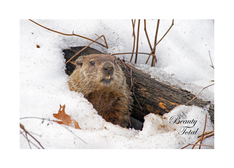 The Groundhog Is Predicting An Early Spring!